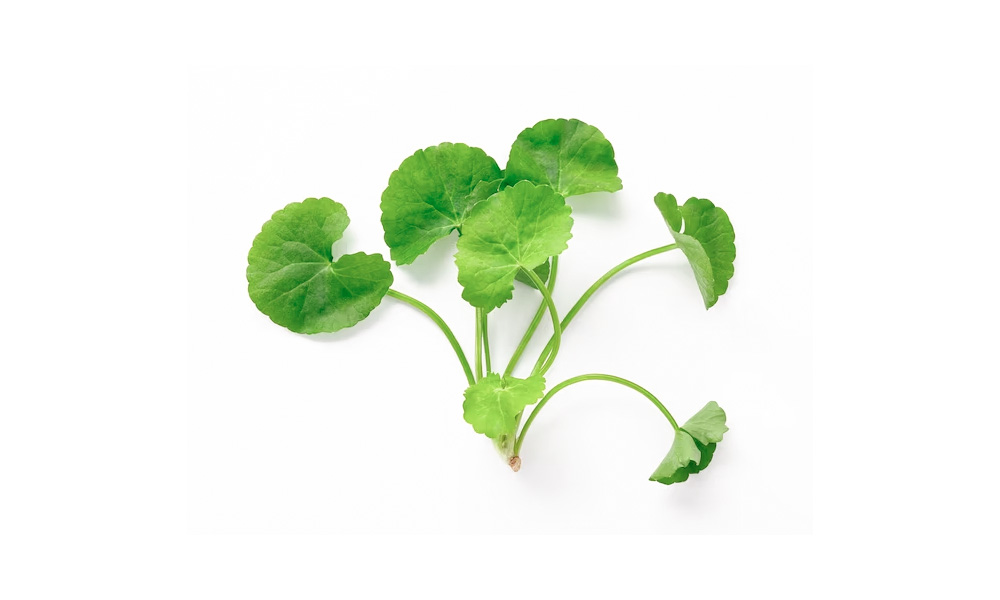 Центелла азиатская