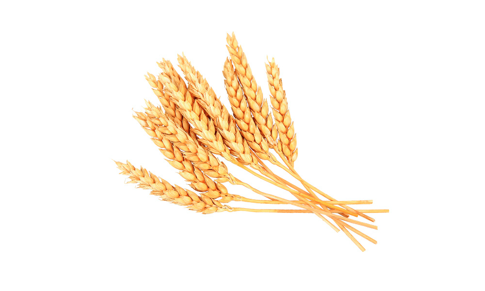 Протеины пшеницы